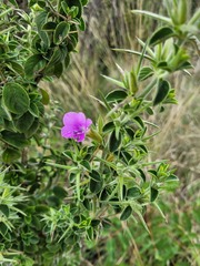Barleria bremekampii