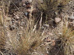 Digitaria californica