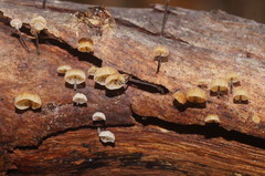 Marasmius alveolaris