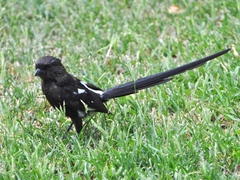 Lanius melanoleucus melanoleucus
