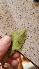 Liriomyza taraxaci