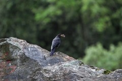 Myophonus caeruleus temminckii