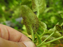 Puccinia vincae
