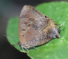 Arhopala bazalus