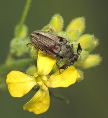 Ptilophorus dufouri