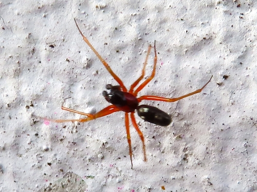 Garden Hammock Spider, 9742 PX Groningen, Netherlands, photo 6 of 10