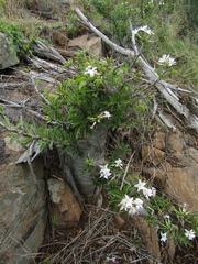 Pachypodium saundersii image