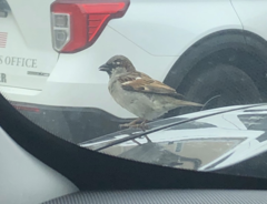 Passer domesticus