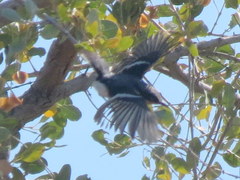 Batis pririt affinis