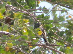 Batis pririt affinis