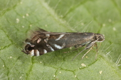 Glyphipterix simpliciella