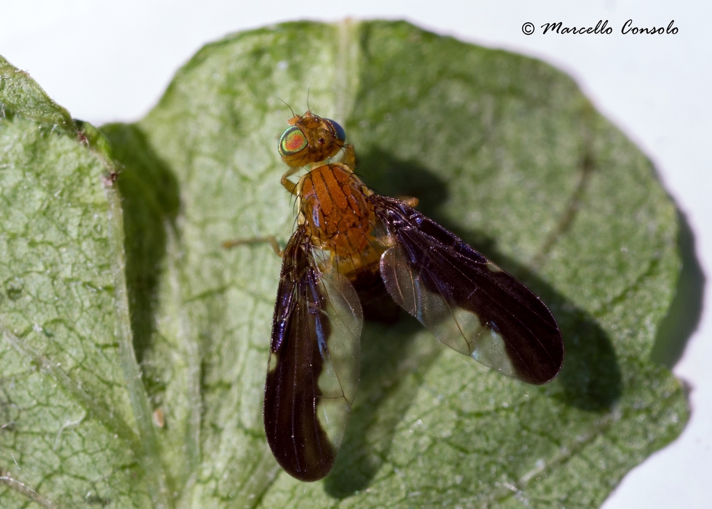 Hemilea
