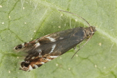 Glyphipterix simpliciella