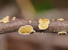 Aleurodiscus limonisporus image