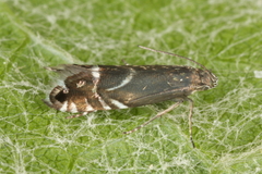 Glyphipterix simpliciella