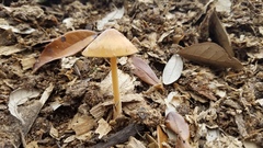 Conocybe coprophila