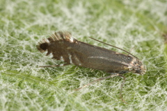 Glyphipterix simpliciella