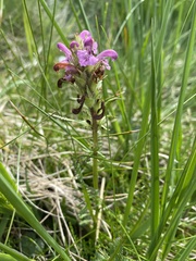 Pedicularis sudetica