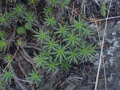 Plantago subulata