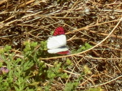 Colotis celimene pholoe