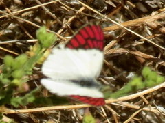 Colotis celimene pholoe