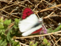 Colotis celimene pholoe