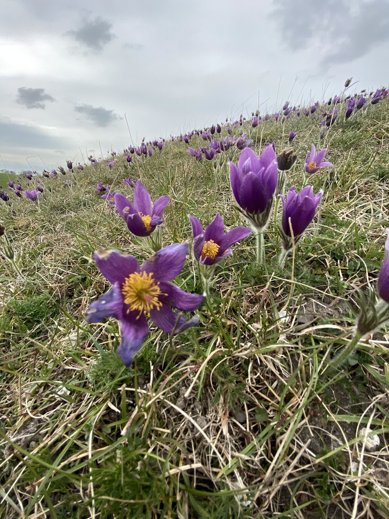 Pulsatilla vulgaris, Therfield Heath, Royston, England, GB