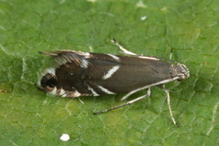 Glyphipterix simpliciella