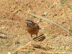 Emberiza tahapisi nivenorum
