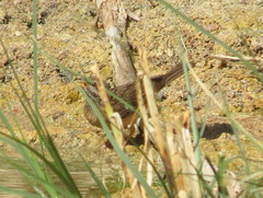 Emberiza tahapisi nivenorum