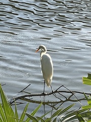 Ardea alba