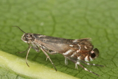 Glyphipterix simpliciella