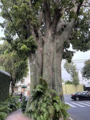 Ceiba