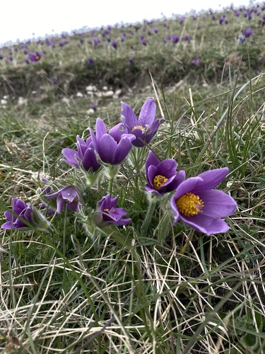 European Pasqueflower
