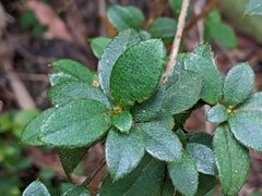 Rhododendron nakaharai