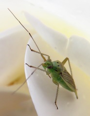 Closterotomus trivialis
