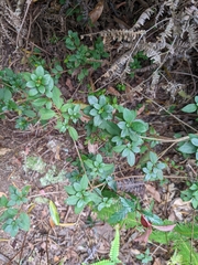 Rhododendron nakaharai