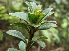 Rhododendron nakaharai
