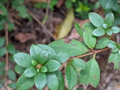 Rhododendron nakaharai