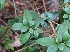 Rhododendron nakaharai
