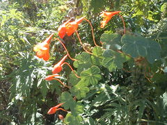 Tropaeolum tuberosum
