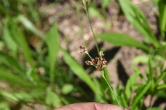 Luzula multiflora
