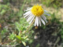 Felicia hyssopifolia