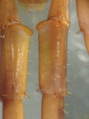 Pokabius clavigerens