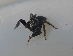Salticidae