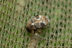 Bruchidius bimaculatus