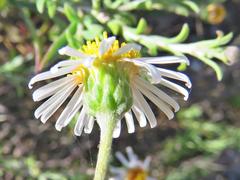 Felicia hyssopifolia