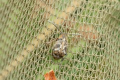 Bruchidius bimaculatus