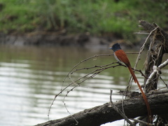 Terpsiphone viridis plumbeiceps