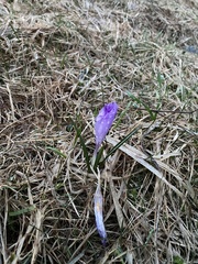 Crocus heuffelianus scepusiensis